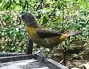 Passerini's tanager