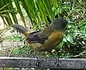 Flame-rumped Tanager