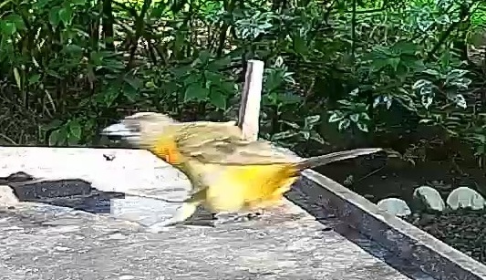 Flame-rumped Tanager