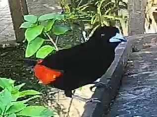 Flame-rumped Tanager