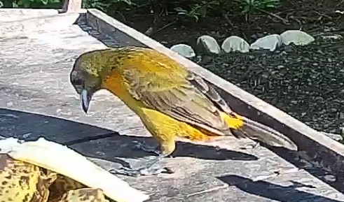 Passerini's tanager