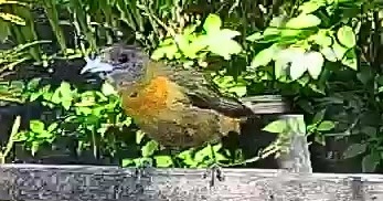 Passerini's tanager