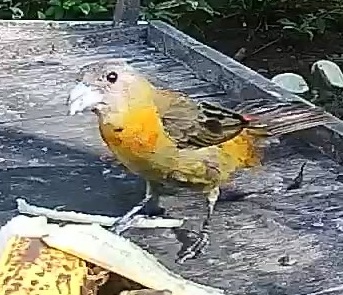 Passerini's tanager