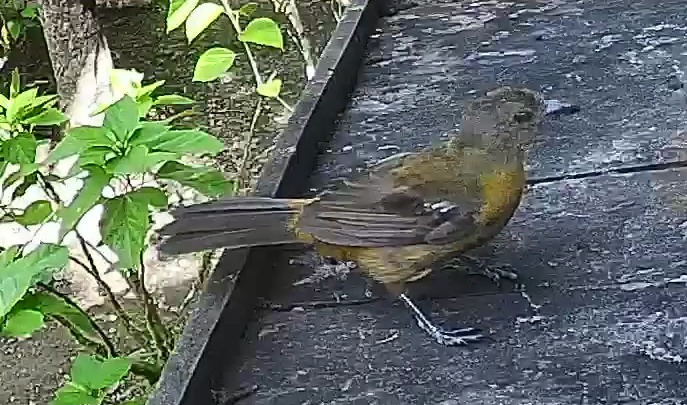 Passerini's tanager