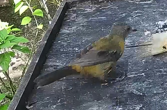 Passerini's tanager