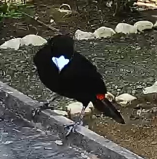 Passerini's tanager