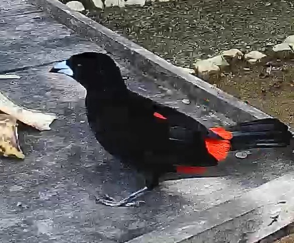Passerini's tanager