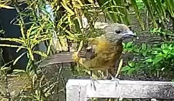 Passerini's tanager