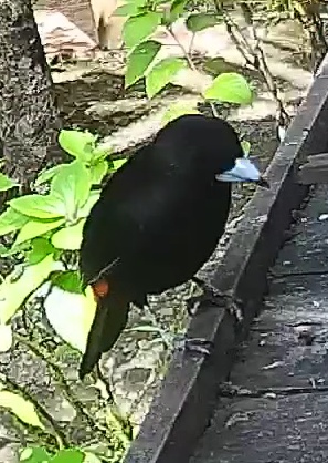 Flame-rumped Tanager