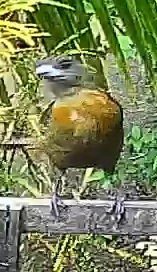 Passerini's tanager