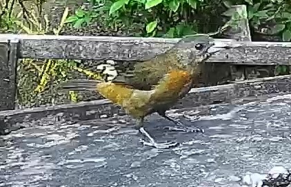 Passerini's tanager