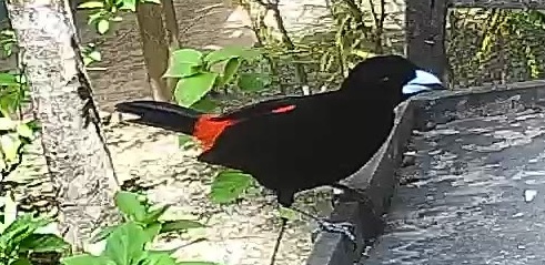 Flame-rumped Tanager