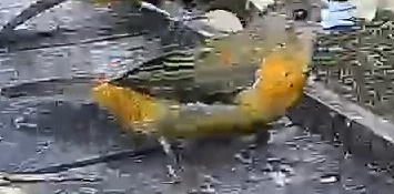 Flame-rumped Tanager