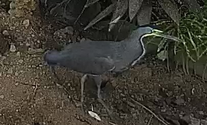 Bare-throated tiger-heron