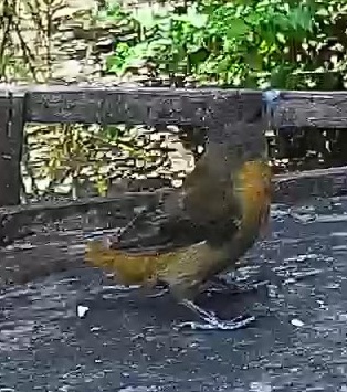 Baltimore Oriole