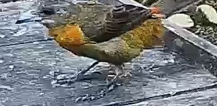 Passerini's tanager