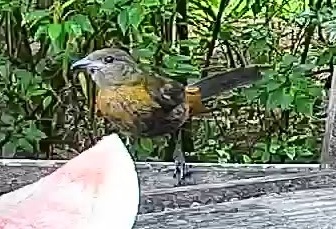 Passerini's tanager