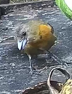 Passerini's tanager
