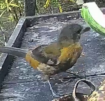 Passerini's tanager