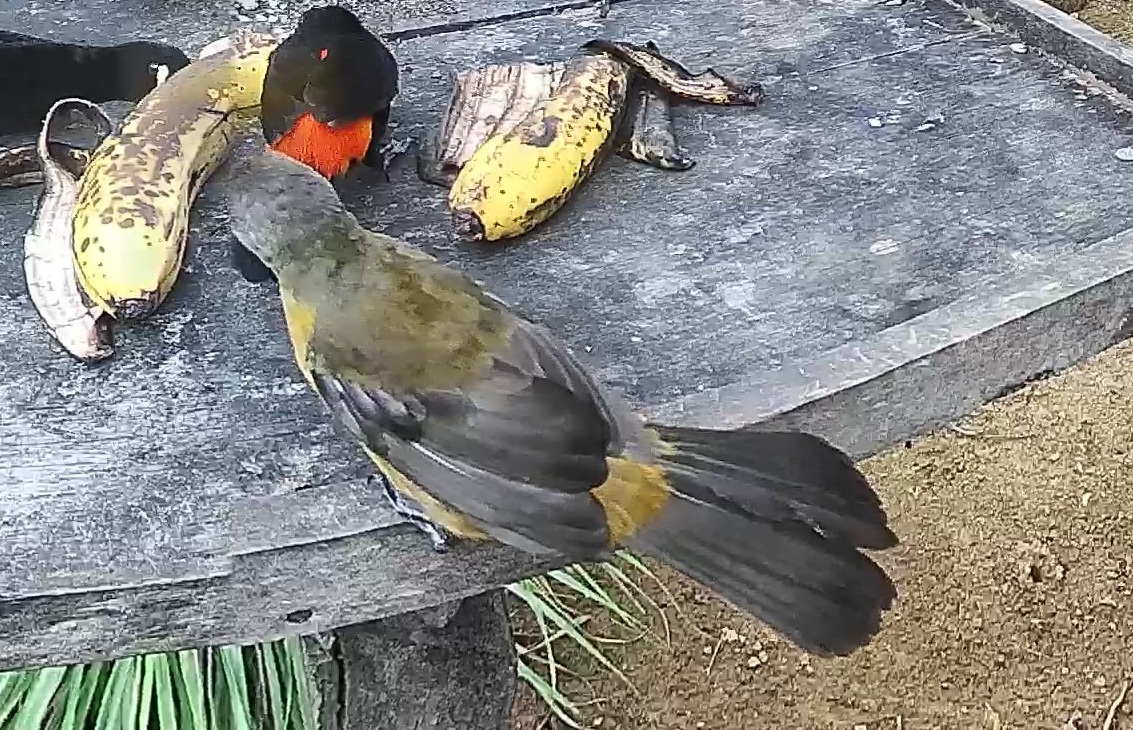Passerini's tanager