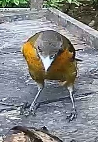 Baltimore Oriole