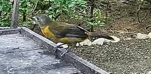 Passerini's tanager