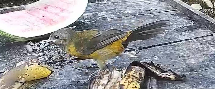 Passerini's tanager