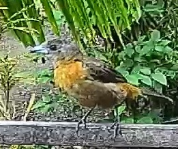 Flame-rumped Tanager