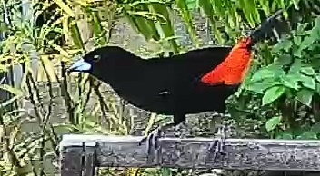 Passerini's tanager