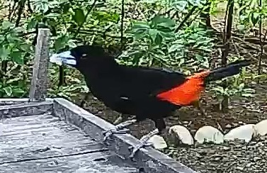 Passerini's tanager