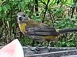 Passerini's tanager