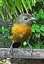 Passerini's tanager