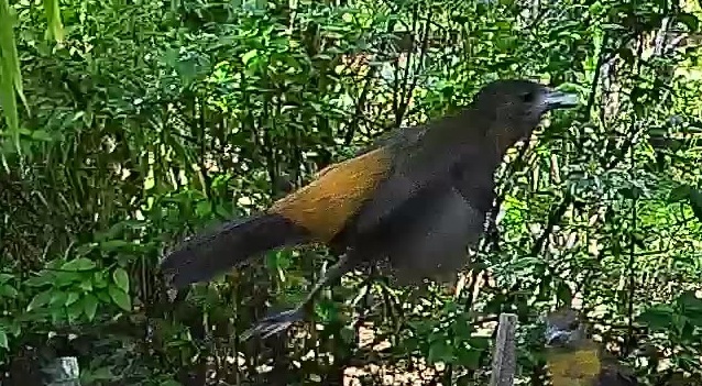 Passerini's tanager