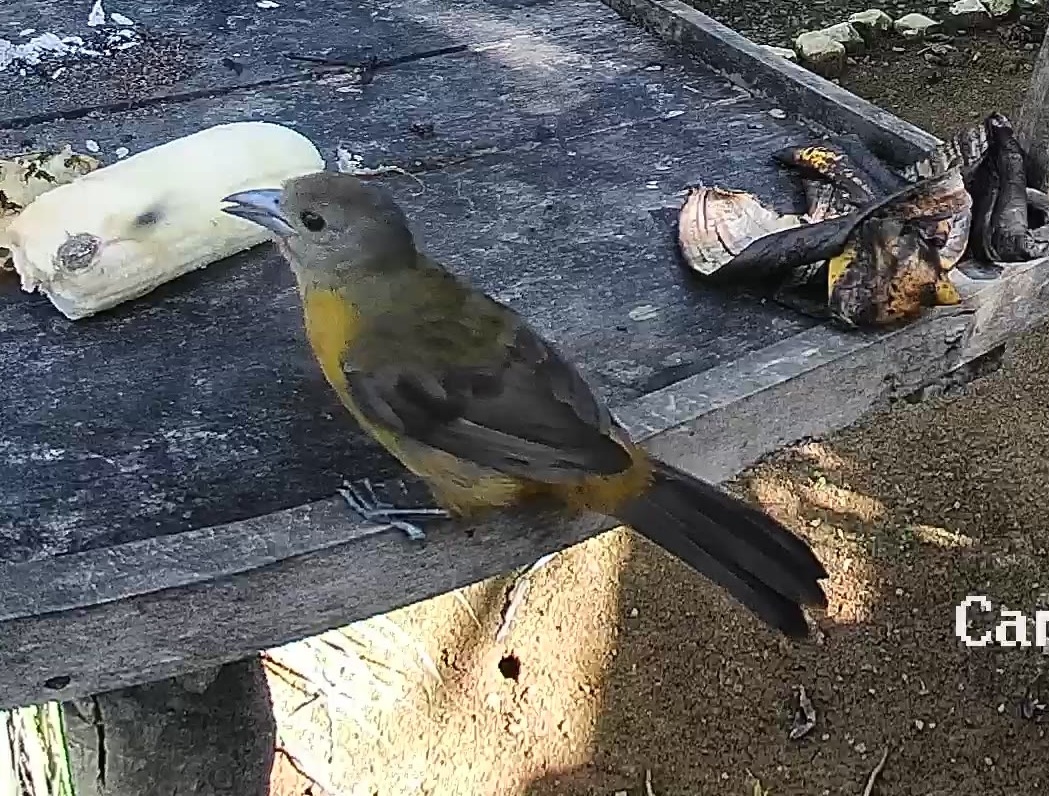 Passerini's tanager