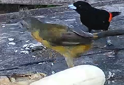 Flame-rumped Tanager