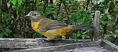 Flame-rumped Tanager