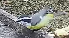 Bananaquit
