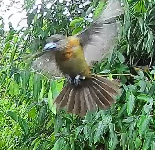 Passerini's tanager