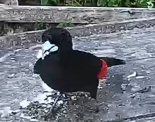 Passerini's tanager