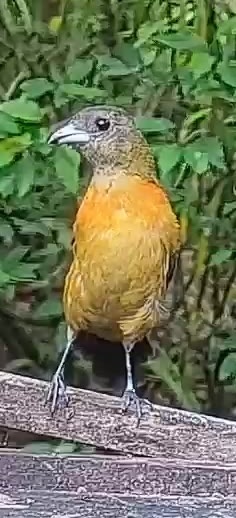 Passerini's tanager