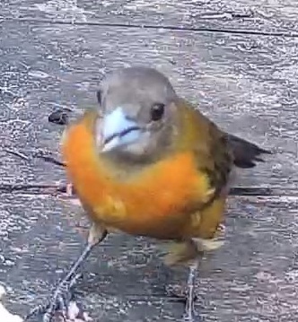 Passerini's tanager