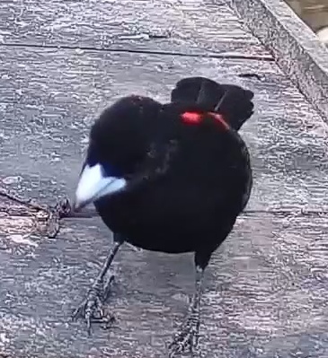 Flame-rumped Tanager