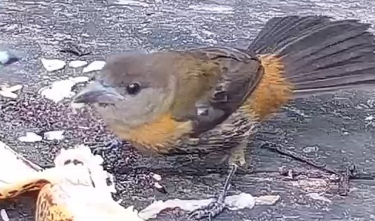 Passerini's tanager