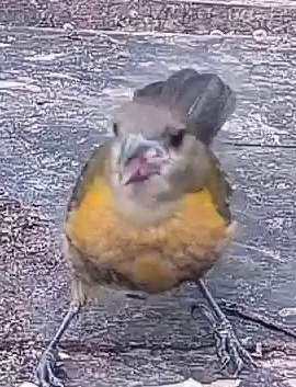Passerini's tanager