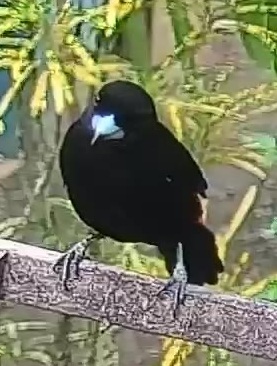Flame-rumped Tanager