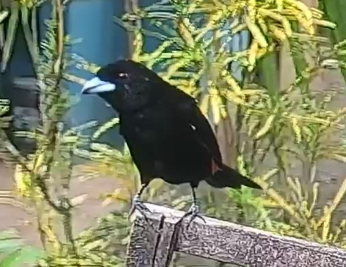 Flame-rumped Tanager