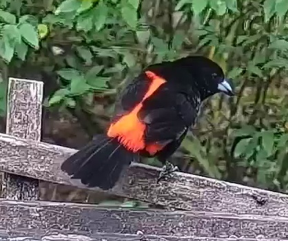 Passerini's tanager