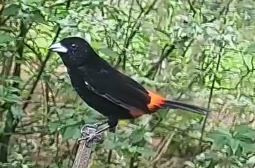 Flame-rumped Tanager