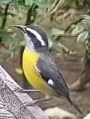 Bananaquit