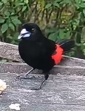 Passerini's tanager